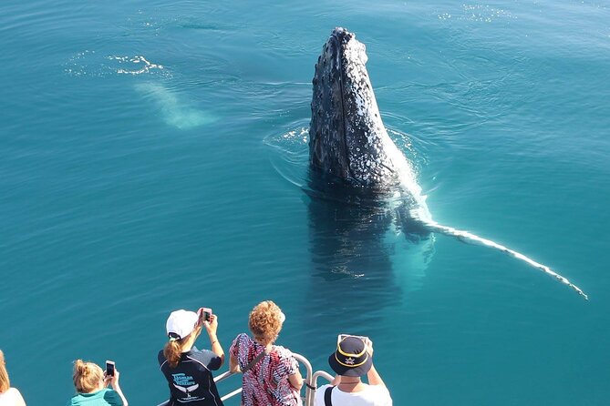 Snorkel, Kayak, and Swim With Whales on Fraser Island - Sum Up