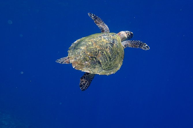 Snorkeling in Menjangan Marine Park - Discover Abundant Marine Life of Pemuteran - Safety Guidelines and Precautions