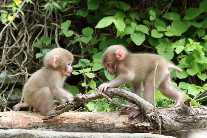 Snow Monkey Park & Miso Production Round Trip Day Tour From Tokyo - Additional Information