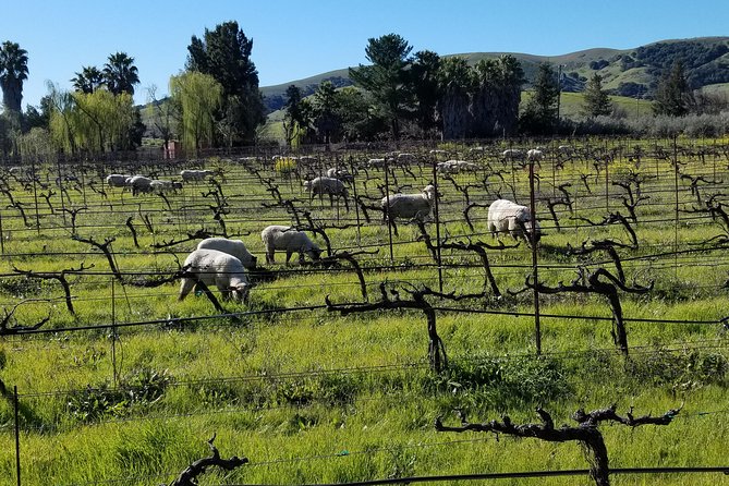 Sonoma Valley Half-Day Wine-Tasting Tour From San Francisco
