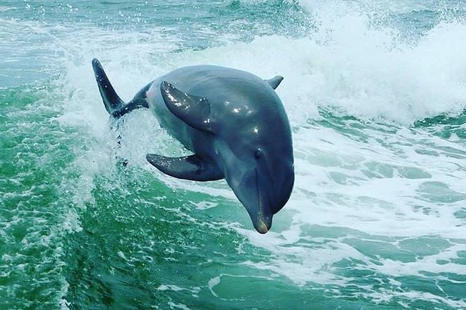 St. Pete Beach Dolphin Racer Speedboat Adventure - Sum Up