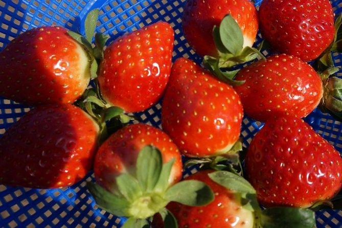 Strawberry PickingJam MakingNami IslandGarden of Morning Calm Lighting Fest - Review of Tourist Experiences