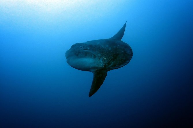 Sun Fish/ Mola Mola Nusa Penida Scuba Diving Trip - Common questions