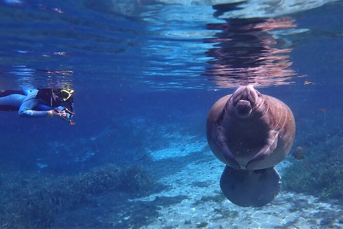 Swim With Manatees In Crystal River, Florida - Tour Highlights and Recommendations