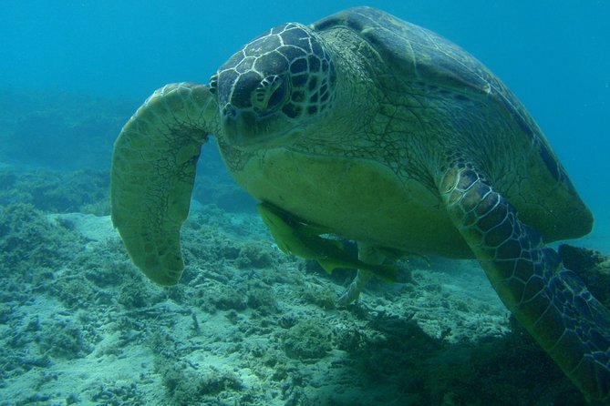 Swim With Sea Turtles at Kerama Islands - Directions