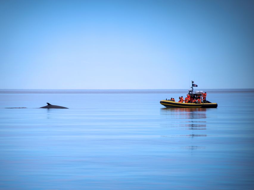 Tadoussac/Baie-Ste-Catherine: Whale Watch Zodiac Boat Tour - Common questions