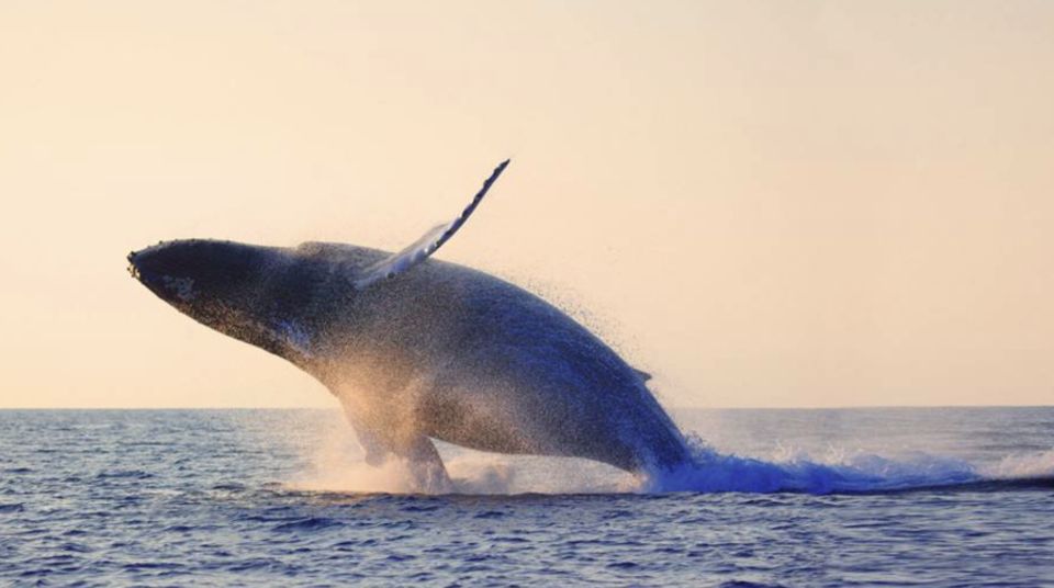 Tadoussac: VIP Lounge or Upper Deck Whale Watching Cruise - Booking Details