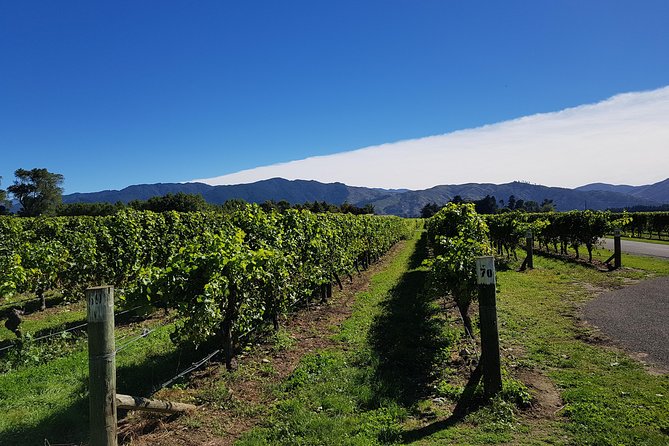 Taste the Valley Wine Tour in Marlborough With Wine Tasting - Sum Up