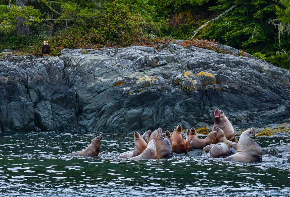 Telegraph Cove: 3-Hour Whale Watching Tour in a Zodiac Boat - Directions