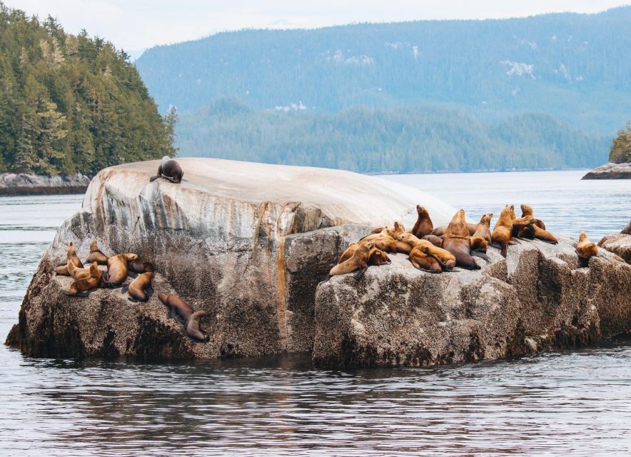 Telegraph Cove: Day Trip Kayaking Tour - Safety Guidelines