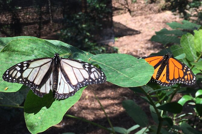 The Maui Butterfly Farm Tour! - Common questions