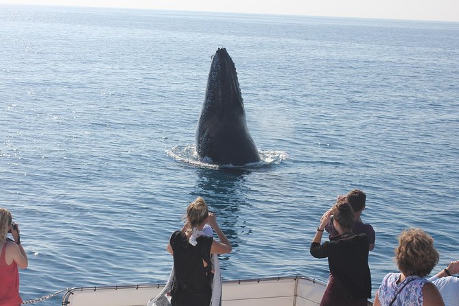 Three-Quarter Day Hervey Bay Premium Whale Watching Cruise - Common questions