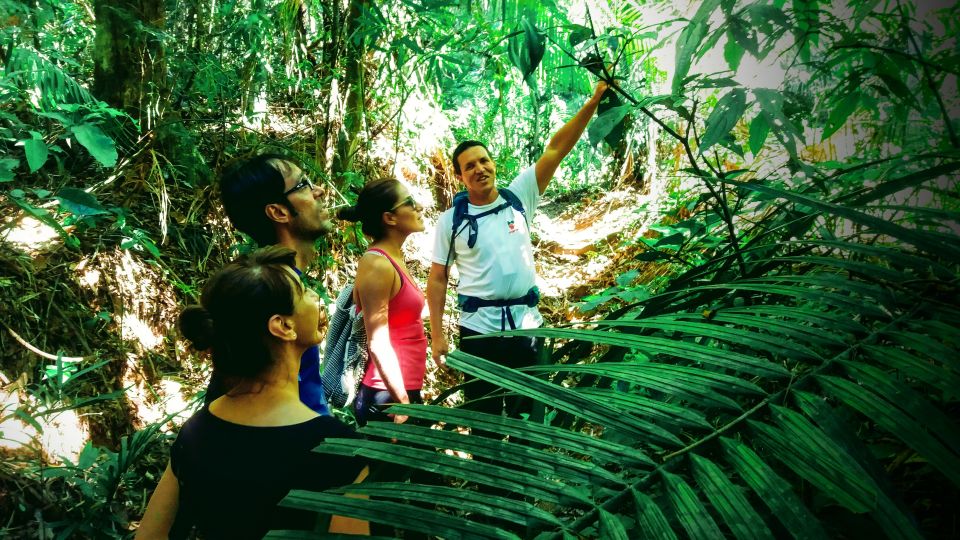 Tijuca Forest: Adventure & History Half-Day Hike - Private and Small Group Options