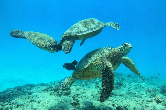 Turtle Canyon Waikiki Snorkel Adventure - What to Bring