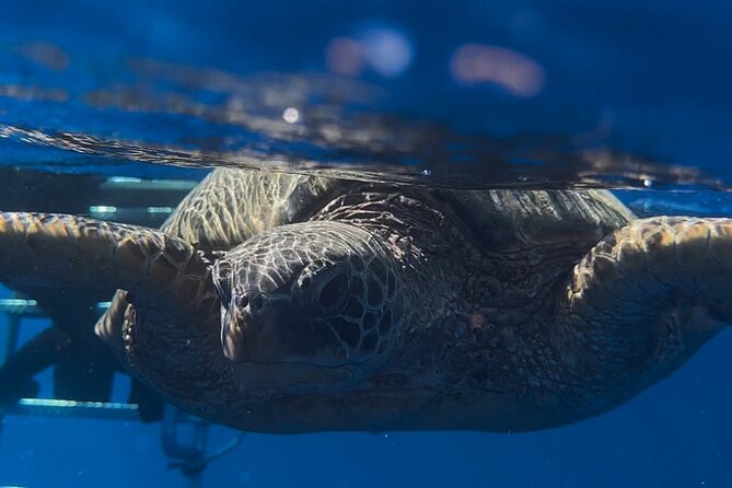 Turtle Canyons Snorkel From Waikiki (Semi Private Boat Tour) - Common questions