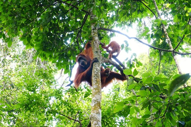 Two Days Orangutans Adventure in Gunung Leuser - Local Cuisine Experience
