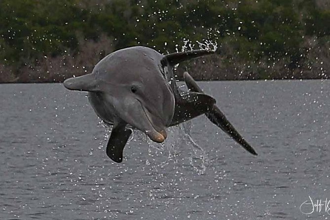 Two-Hour Everglades National Park Dolphin, Birding and Wildlife Boat Tour - Experienced Guide Included