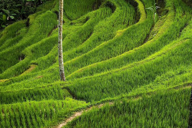 Ubud Cultural Day Tour: A Day for Balinese Cultural Experience - Common questions