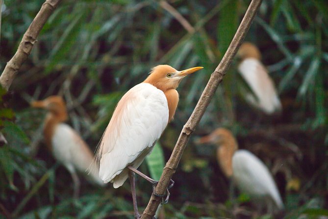 Ubud Monkey Forest and White Herons Colony Half-Day Tour - Common questions