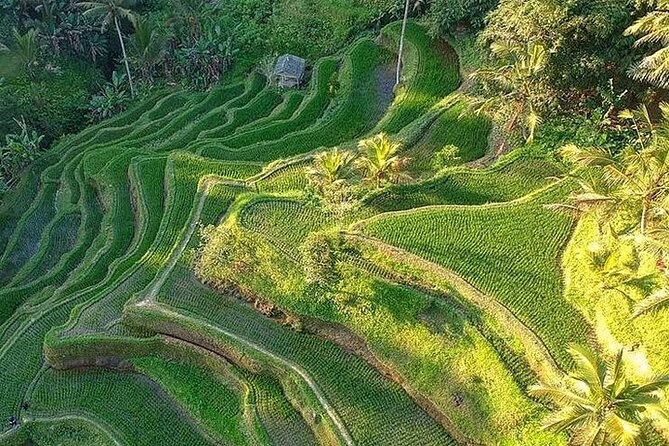 Ubud: Swing - Monkey Forest - Waterfall - Temple - Rice Terraces - Art Crafts - Tour Logistics and Booking Details