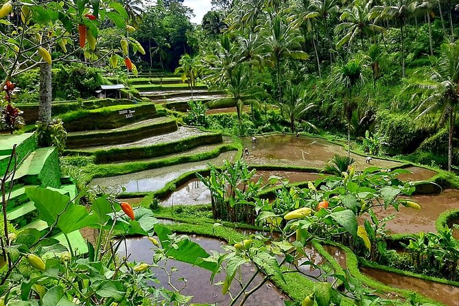 Ubud Tour - Best of Ubud With Jungle Swing - All Inclusive - Pricing Information