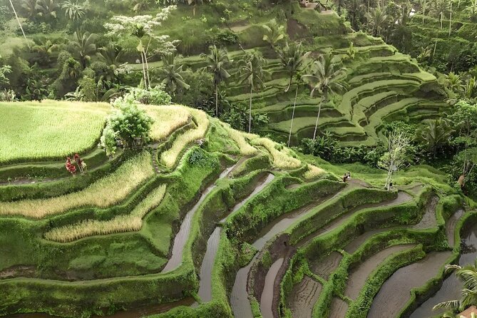 Ubud Tour With Sacred Monkey Forest Sanctuary - Waterfall - Rice Terrace - Cancellation Policy Details