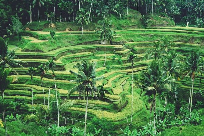 Ubud Trip, the Best of Ubud in a Day - All Inclusive - Sum Up