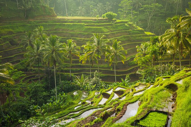 Ubud Waterfall, Rice Terraces, and Swing Explore - Sum Up