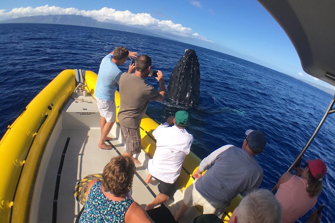 Ultimate 2 Hour Exclusive VIP Whale Watch Tour - Sum Up