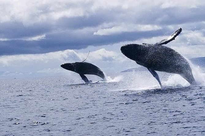 Ultimate 2 Hour Small Group Whale Watch Tour - Booking Flexibility