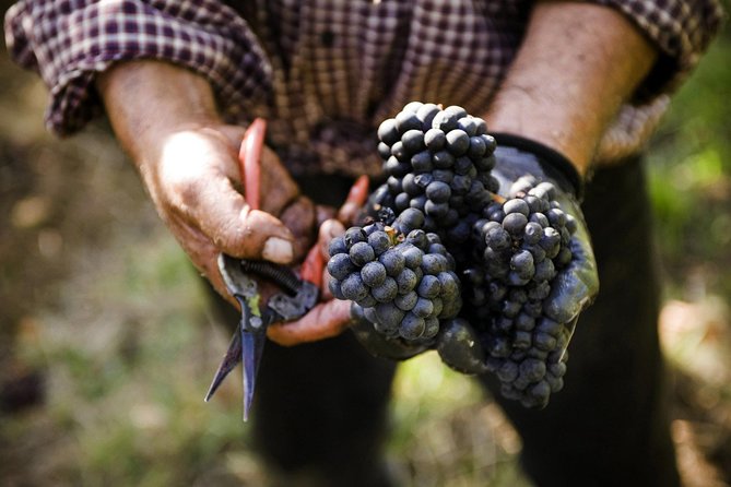Ultimate Mornington Peninsula Food and Wine Small Group Tour - Additional Information