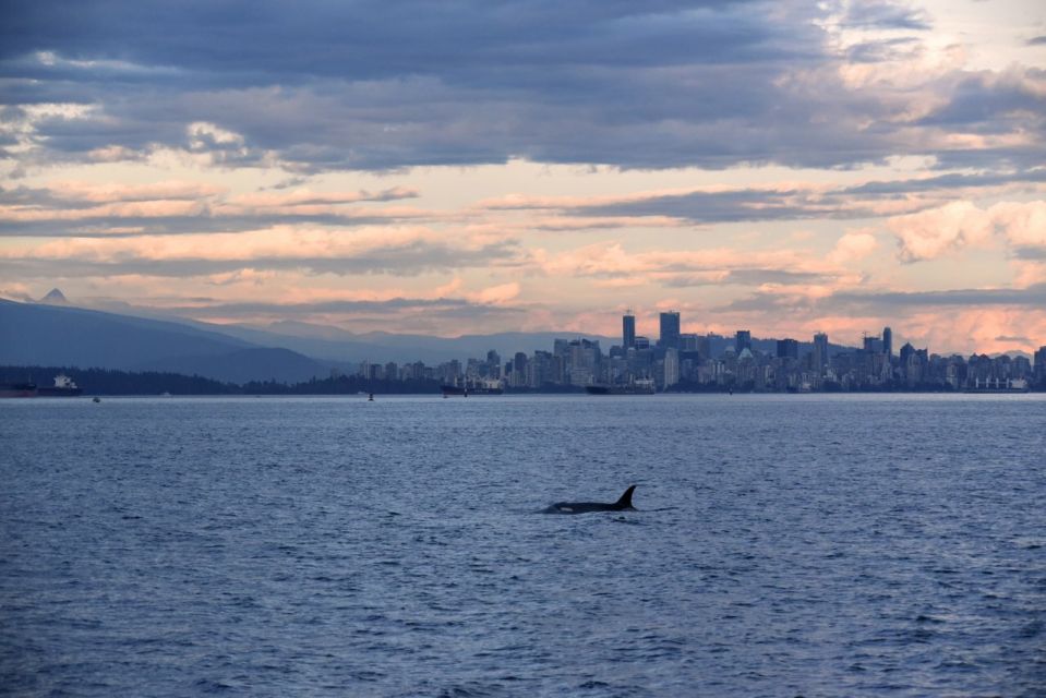 Vancouver, BC: Whale Watching Tour - Tips for Whale Watching Tour