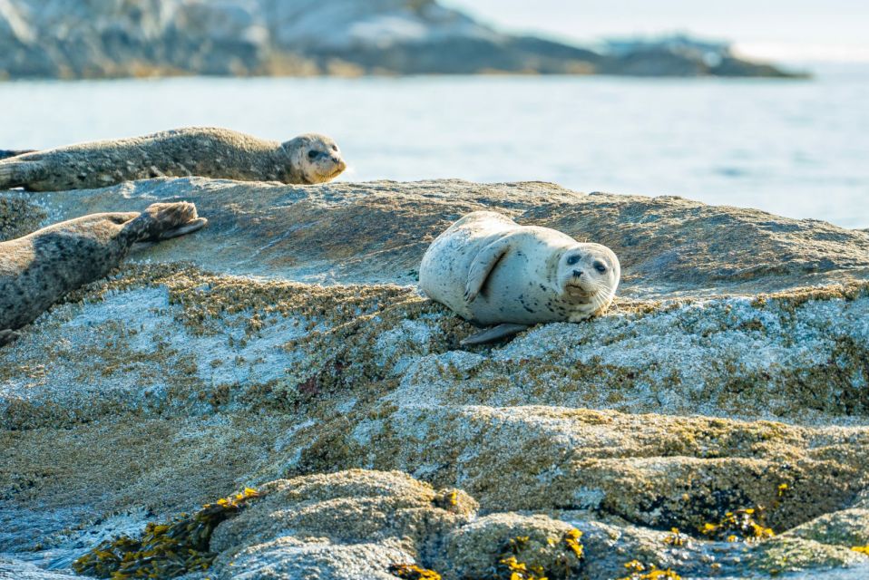 Vancouver: City and Seal Boat Tour - Booking and Cancellation Policy