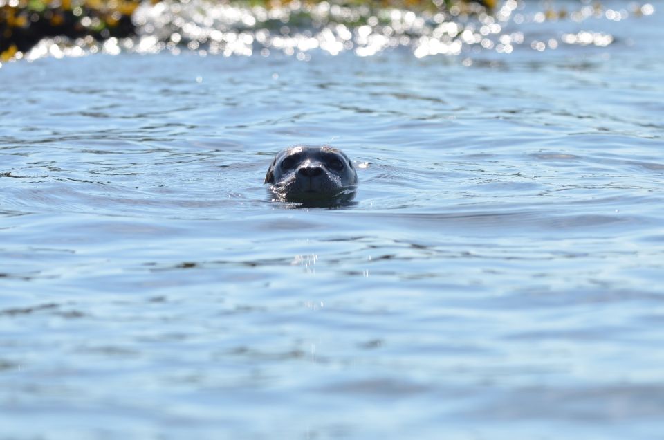 Vancouver: Howe Sound Fjords, Sea Caves & Wildlife Boat Tour - Sum Up