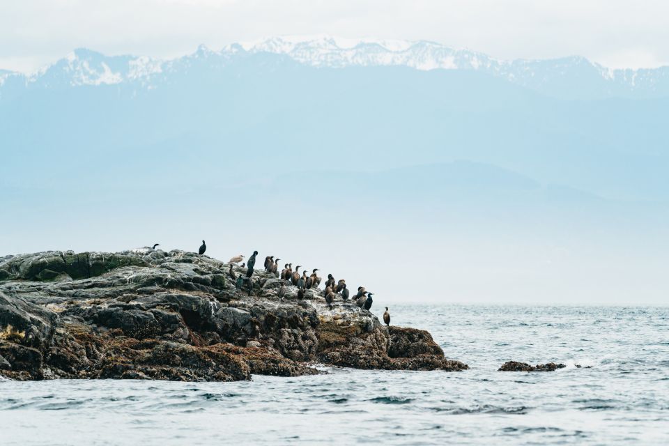 Victoria: 3-Hour Whale Watching Tour in a Zodiac Boat - Directions