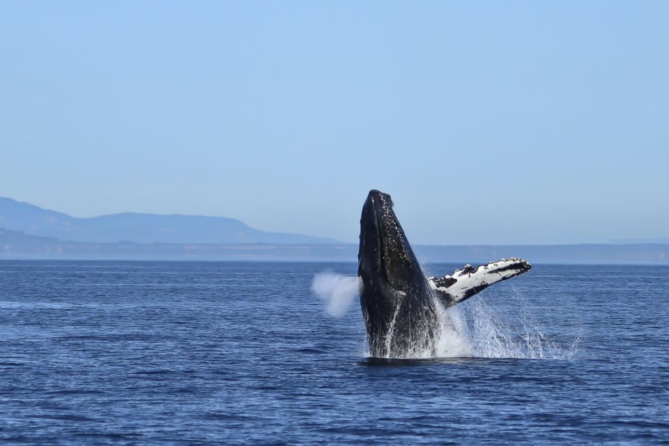 Victoria: 3-Hour Zodiac Whale-Watching Tour - Common questions