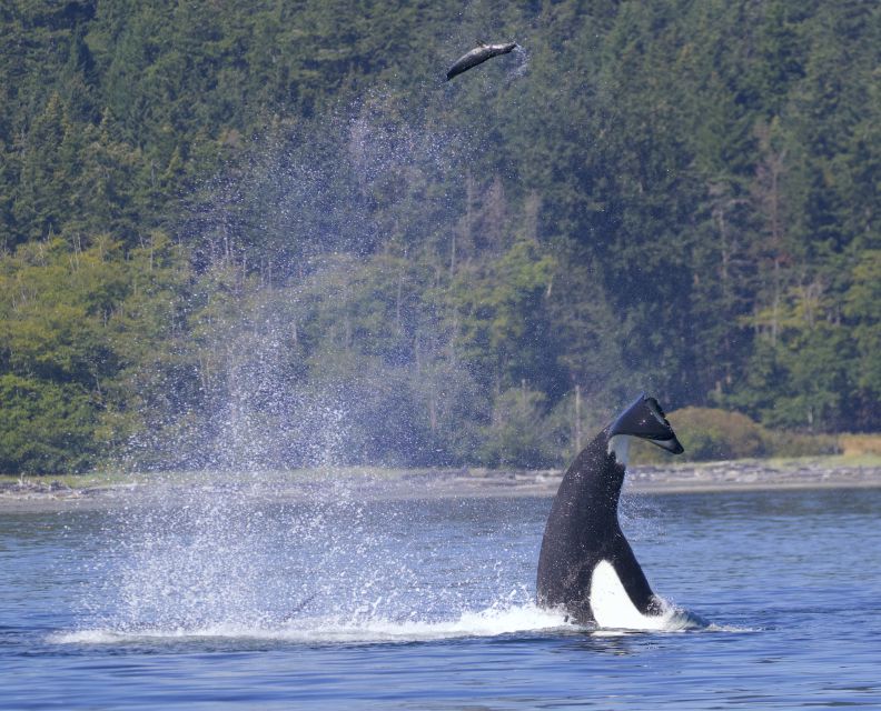 Victoria, BC: 3-Hour Ultimate Whale & Marine Wildlife Tour - Popular Tour Stops