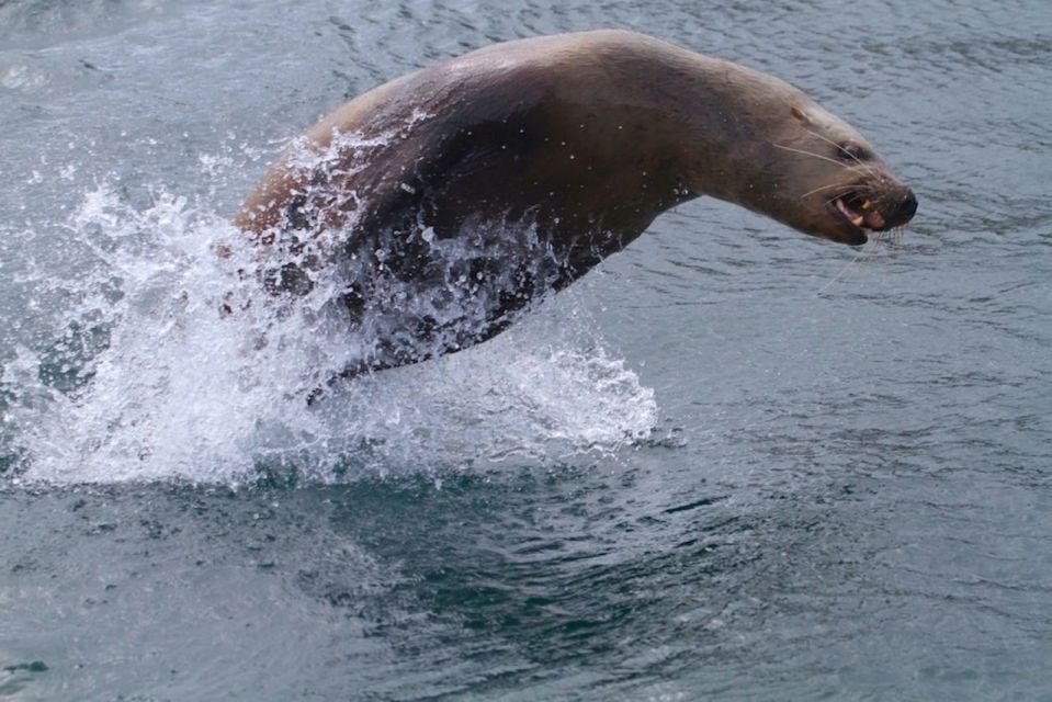 Victoria: Marine Wildlife & Whale Watch Tour - Location and Highlights