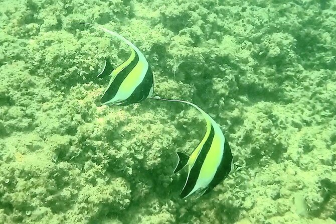 Waikiki Snorkeling. Free Pictures and Video! Shallow. Many Fish! - Sum Up
