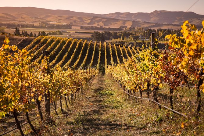 Waipara Wine Trail Afternoon Tour From Christchurch - Lowest Price Guarantee