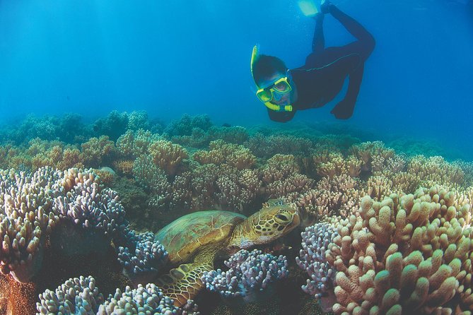 Wavedancer Low Isles Great Barrier Reef Sailing Cruise From Cairns - Additional Considerations