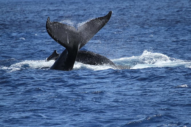 Whale Watch Cruise Aboard the Majestic by Atlantis Cruises - Common questions
