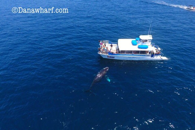 Whale Watching Excursion in Dana Point - Safety Measures