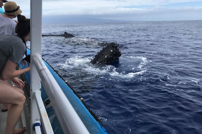 Whale Watching From Maalaea Harbor - Customer Service Details