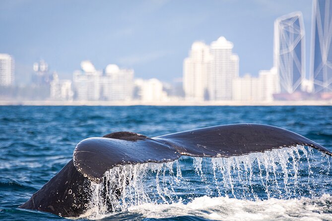 Whale Watching Gold Coast - Common questions