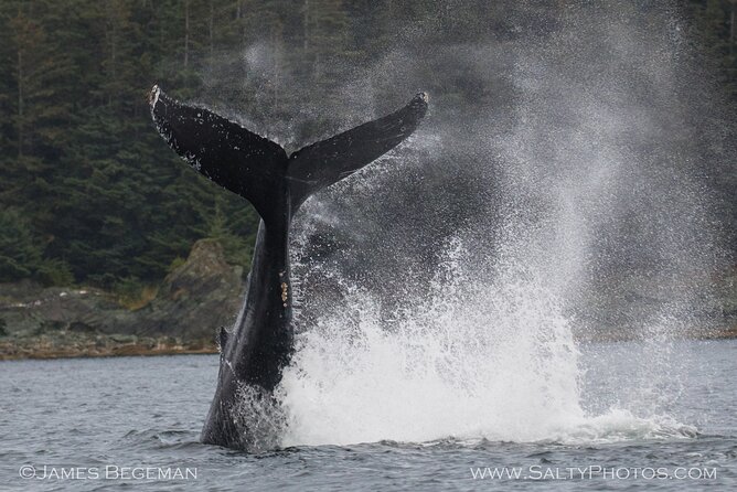 Whale-Watching, Icy Point, Hoonah , Whales, Orca, Killer-Whales. - Common questions