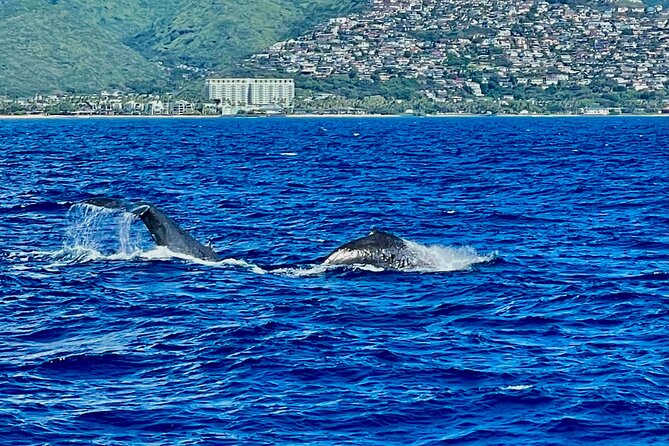 Whale Watching & Late Breakfast Cruise in Honolulu - Sum Up