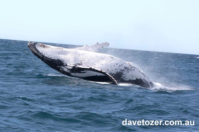 Whale Watching Sailing Experience in Sydney - Common questions