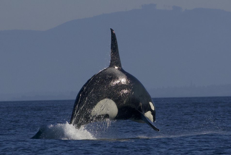 Whale Watching Tour in Victoria, BC - Visitor Recommendations