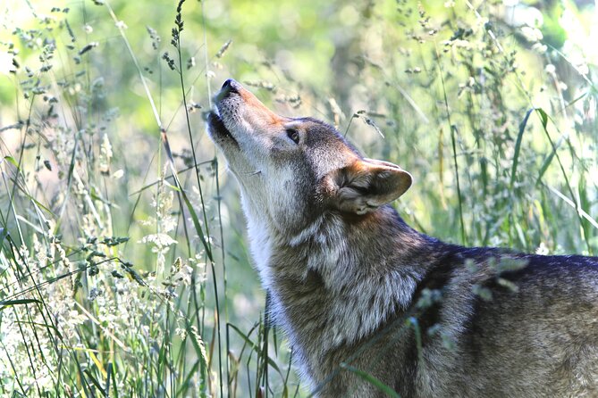 White Wolf Sanctuary Tour  - Oregon - Common questions